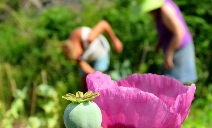 Join CAT's gardens team for the day